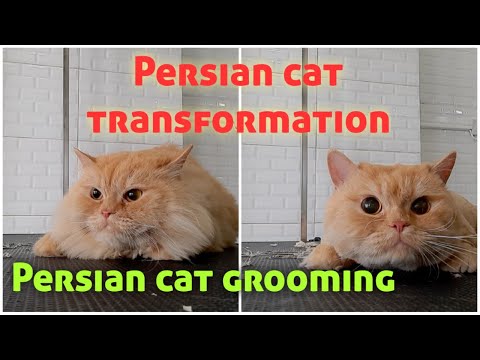 Persian cat grooming|Persian cat transformation|#cutepersiancat|#catlover