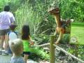 Zoo 2009
