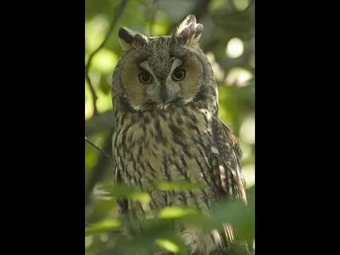 Myšiarka ušatá (Asio otus) — párovacie volanie samca
