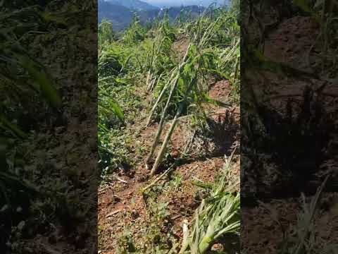 FUE RTES LLUVIAS Y GRANIZO EN CASERÍO  DE COMITANCILLO SAN MARCOS GUATEMALA