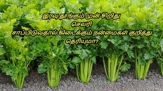 Gudangbatu Celery Meaning In Tamil