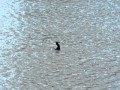 Cormorant Swallowing Eel