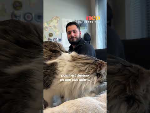 Yankee, la mascotte du commissariat de Rambouillet