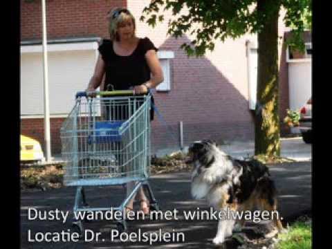 Cursus gevorderde honden A