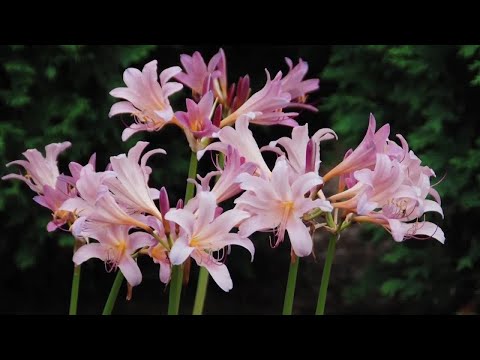 Melinda’s Garden Moment – Add surprise lilies to your garden