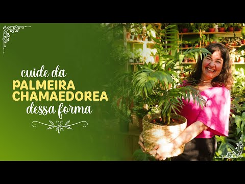 PALMEIRA CHAMAEDOREA como cuidar + mostrando a decoração