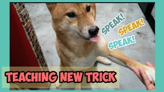 Teaching my Shiba Inu a New Trick(Speak TRICK) with a Raw Duck Gizzard Reward Treat