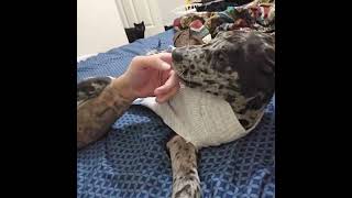 Harli gets the zoomies on the bed