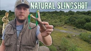 Tree Fork Slingshot Hunting