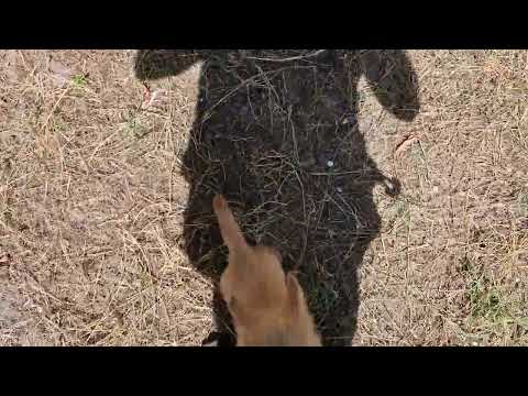 Norwich Terrier puppy for sale