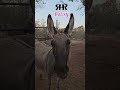 Day 43 Part 1 Daisy Meets The Herd First Introductions Begin