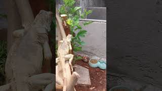 Download lagu Kandang Iguana Outdoor #part1 #shorts #ytshorts ##iguana mp3 Download lagu Kandang Iguana Outdoor #part1 #shorts #ytshorts ##iguana mp3