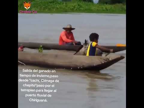 Sacando el ganado del playón. Ciénaga de  chepito Chiriguaná, Cesar- Colombia.
