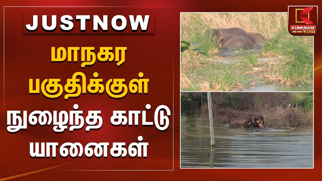 மாநகர பகுதிக்குள் நுழைந்த காட்டு யானைகள் | Wild Elephants | Kumudam News