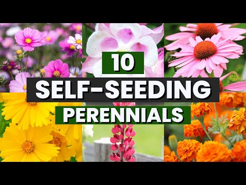 TOP 10 Self Seeding Perennial Flowers 🌸🌻 No Replanting Needed! 🌼🪴