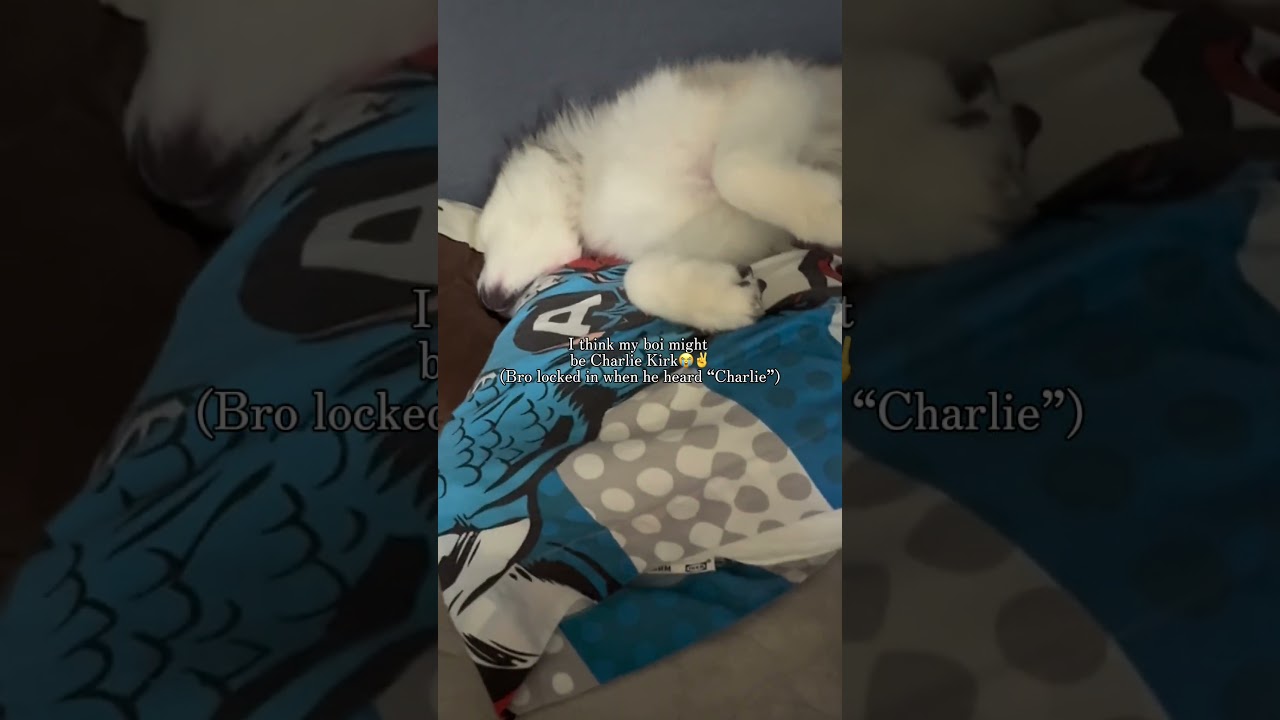 I think my dog likes we are Charlie Kirk Funk (slowed)