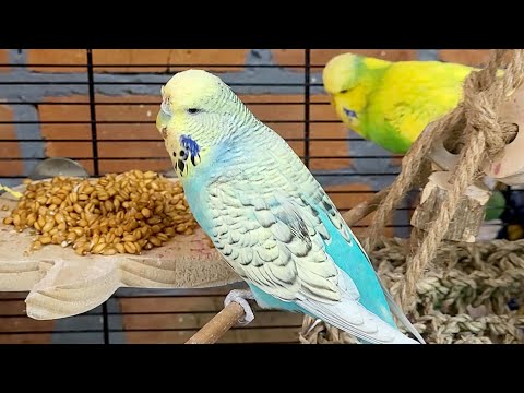 9 hours of relaxing budgie sounds for your birds