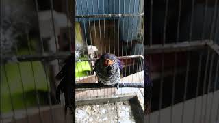 Download lagu suara pikat kedasih ungu /violet cungko mp3 Download lagu suara pikat kedasih ungu /violet cungko mp3