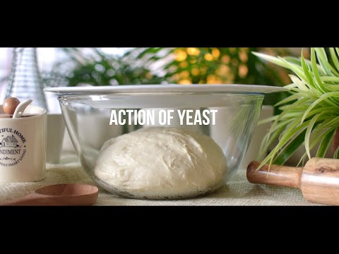 Why is Yeast added for making bread | Basic Science | Fermentation by yeast