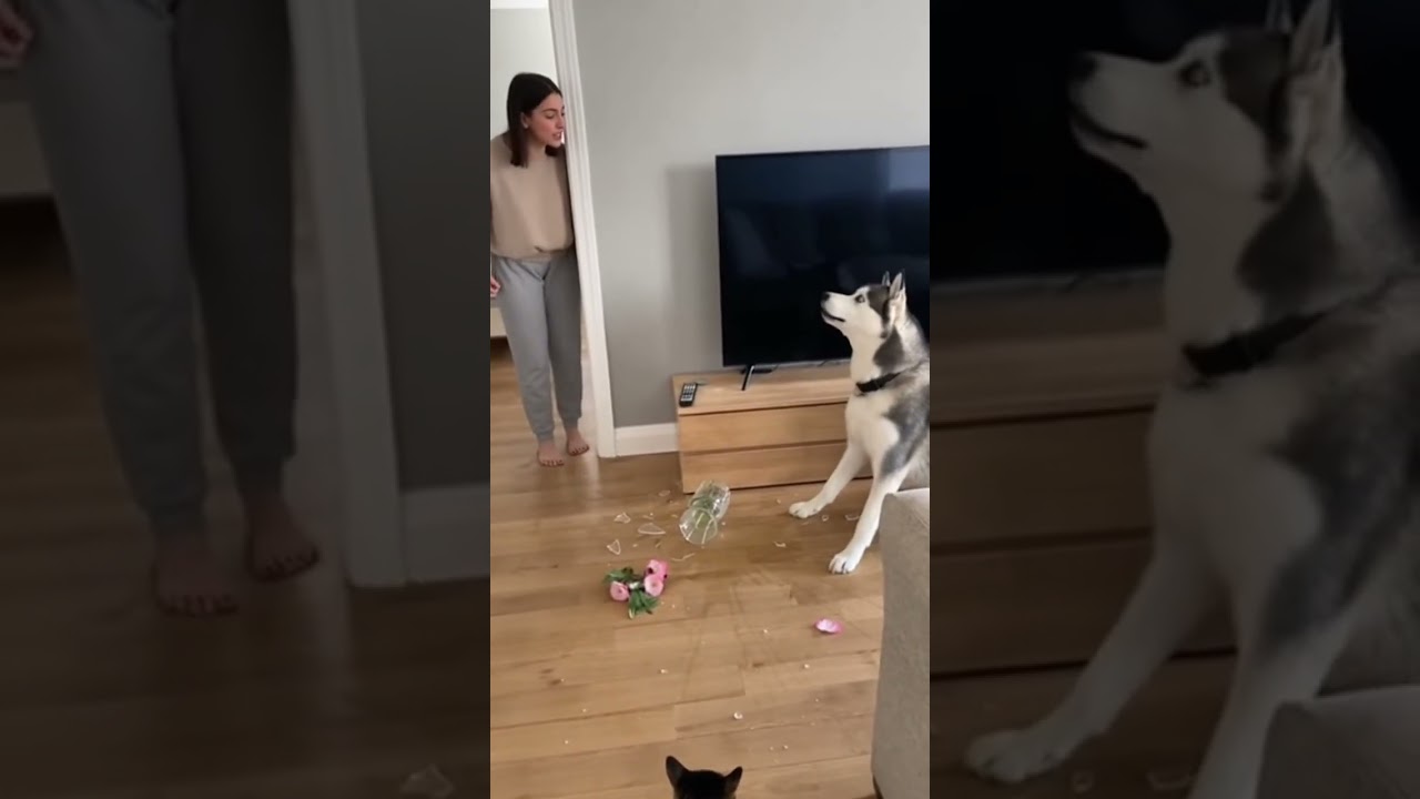 Wait, let me explain this #cat #funny #animals #cute #dog #friends