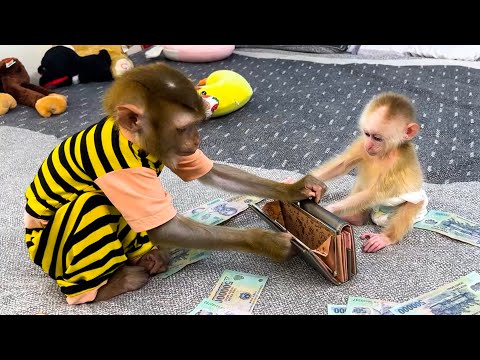 Monkey Kaka and baby monkey Mit are curious about mom's wallet