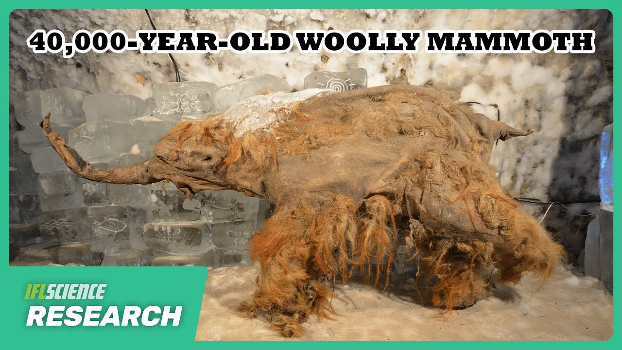 Descubierta la molécula de ARN más antigua y mejor conservada, extraída del mamut Yuka de 39.000 años