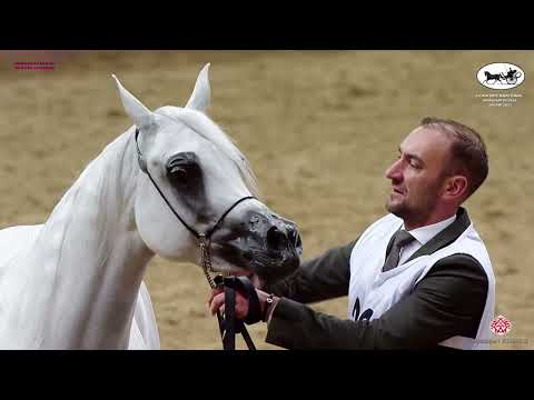 Doha International Arabian Horse Show 2023   Classe 8A