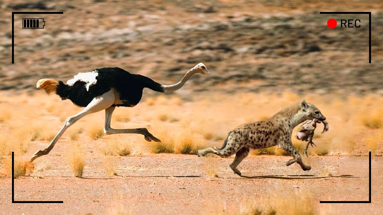 معارك شرسة من عالم الحيوانات مباشرة... لا يمكن تصديقها لو لم تكن كاميرات المرا
