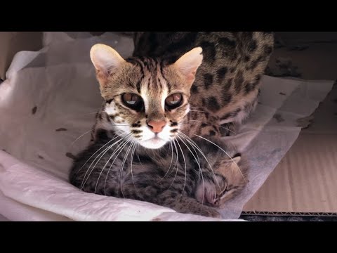 Asian Leopard Cat Bagheera Protects Her Son