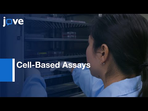 mRNA Translation Enhancing SINEUP Non-coding RNAs (Cell-Based Assays)
