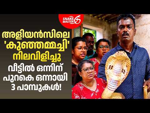 നിലവിളിയോടെ നടി മായാ സുരേഷ്! | Aliyans Kunjammachi | Cobra Snake Rescue | Snakemaster EP 1232