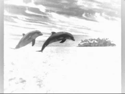 BrandeYa  - Dolphins