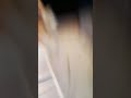 IG LIVE Dbo0dbo 291201