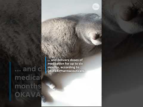 Ozempic for cats? New drug could help obese cats
