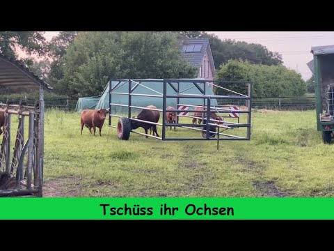 FarmVLOG #213 Tschüss ihr Ochsen 😂