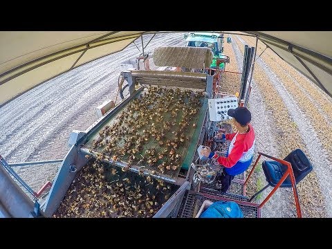 Tulip Bulb Harvest / Tulpenbollen rooien | 3x Deutz | Vlaming harvester