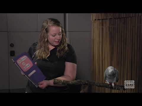 Harris Hawk Gets His Name From a Winning Story