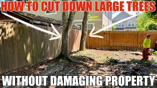 How To Cut Down A Large & Tall Tree That Is Next To A Fence And Several Houses Step by Step