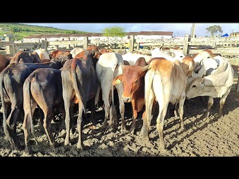 Feira de gado de Capoeiras-PE 12/6/2026
