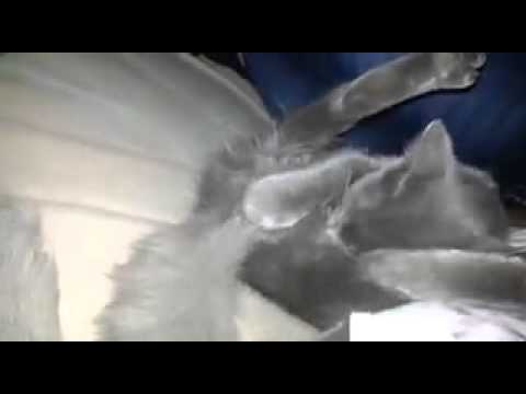 Gatito amasa bolitas