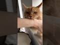 Spicy Sassy Orange Maine Coon Boy Catsounds Hissing Mainecoon