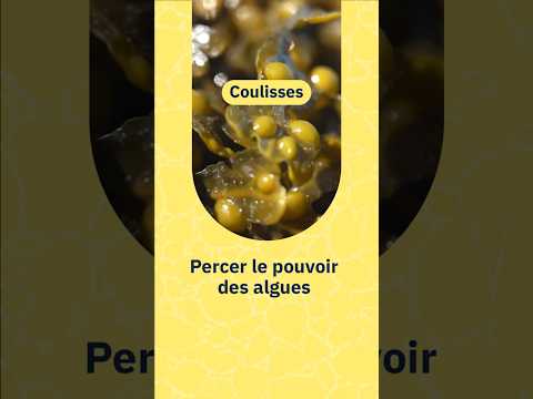 Percer le pouvoir des algues