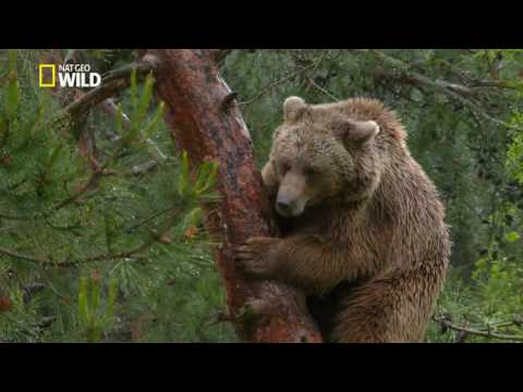 The brown bear, the best climber