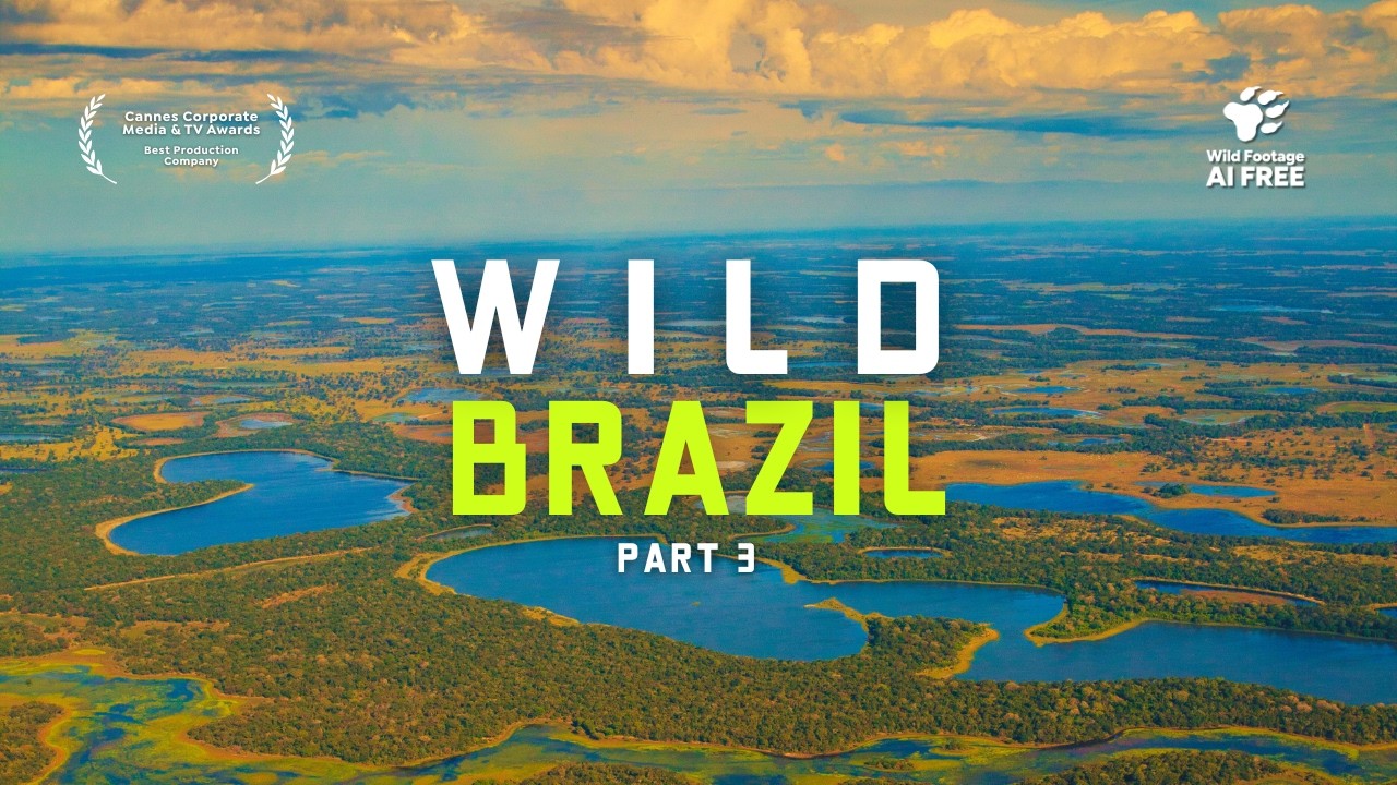 Discover Brazil's Pantanal | Wildlife of the Wetlands | Nature Documentary