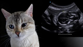 How to calculate gestational age in felines using biparietal (head) diameter
