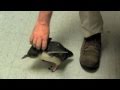 Tickling A Penguin Sound Pitch Shifted High