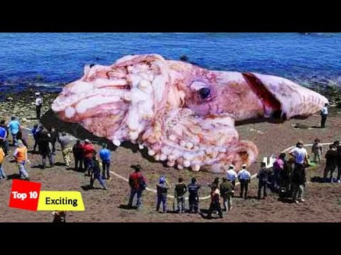 Top 10 exciting: Top 10 Dangerous And Giant Sea Monsters