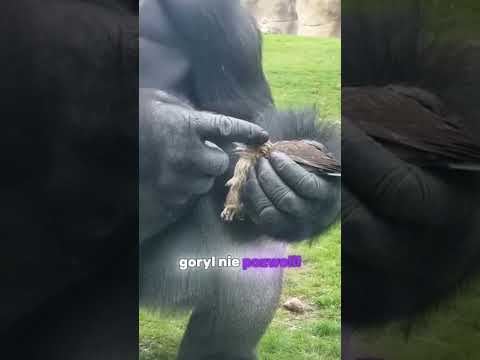 Ten goryl pomógł temu orłowi... #orzeł  #historia  #zwierzaki #animals #helping #eagle #goryl