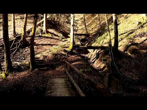 Eine Stunde am Waldbach mit Vogelgezwitscher und Naturgeräusche   - Naturvideo - HD Aufnahme