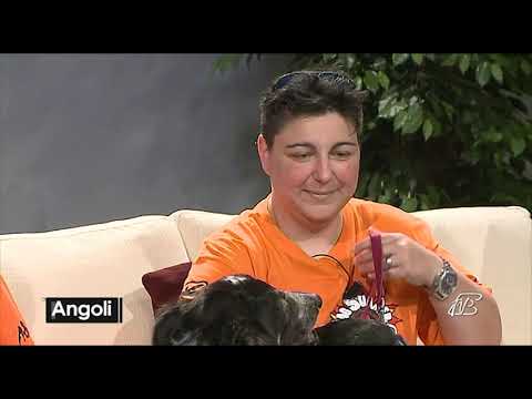 ANGOLI 25/6/2019: IL "DOG SUMMER FESTIVAL" E "ANIMA METICCIA ONLUS"